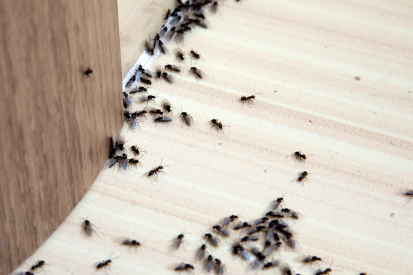 Ant Control Services in Coimbatore