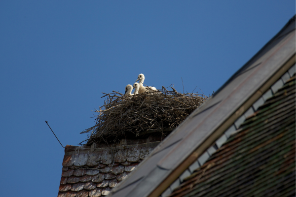Bird Control Services in Coimbatore
