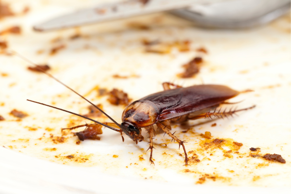 Cockroach Control Services in Coimbatore
