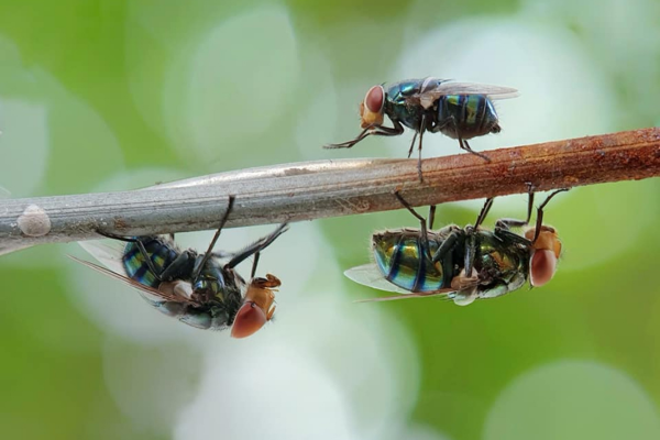 Flies Control Services in Coimbatore