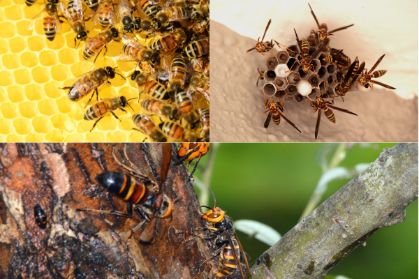  Honey Bees, Wasps, and Hornets Control Services in Coimbatore