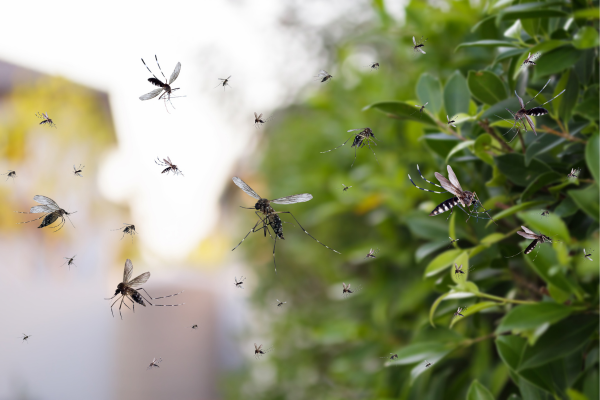 Mosquito Control Services in Coimbatore