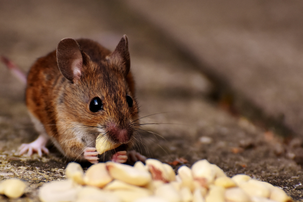 Rat Control Services in Coimbatore