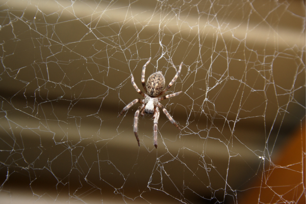 Spider Control Services in Coimbatore