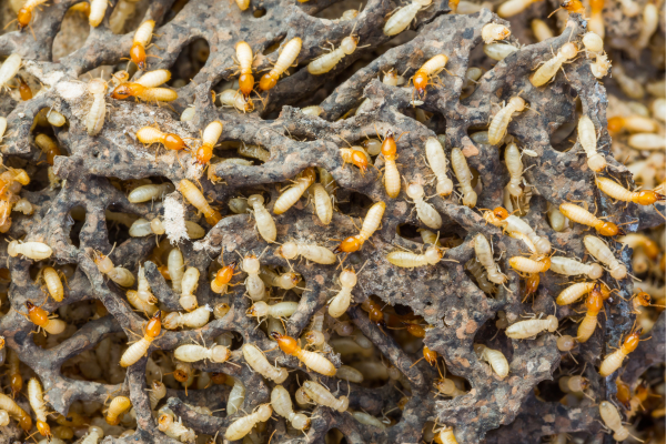 Service Termite Control Services in Coimbatore