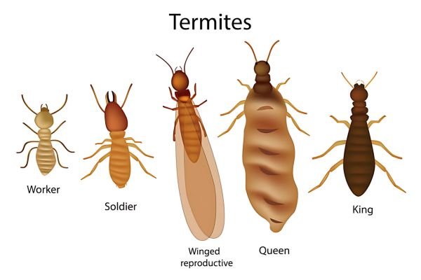 Family Termite Control Services in Coimbatore