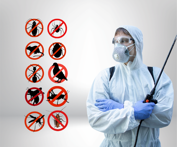 Termite Control Service