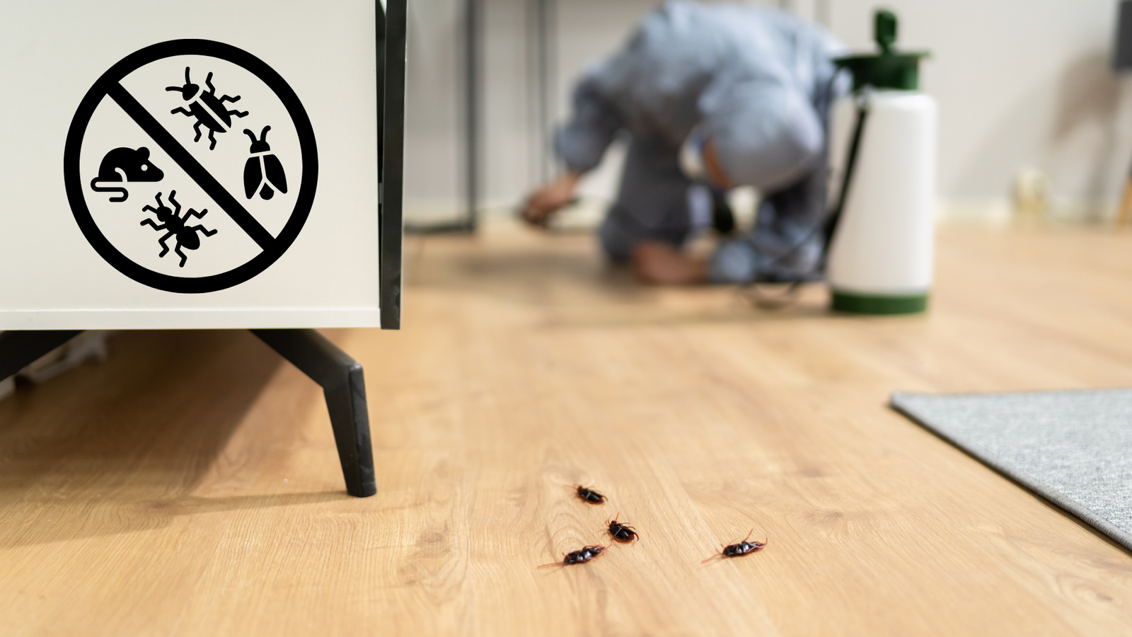 Termite Control Services in Coimbatore
