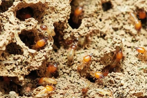 Termite Control Services in Coimbatore