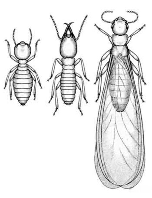 Isoptera Termite Control Services