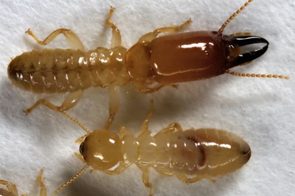 Kalotermitidae Termite Control Services