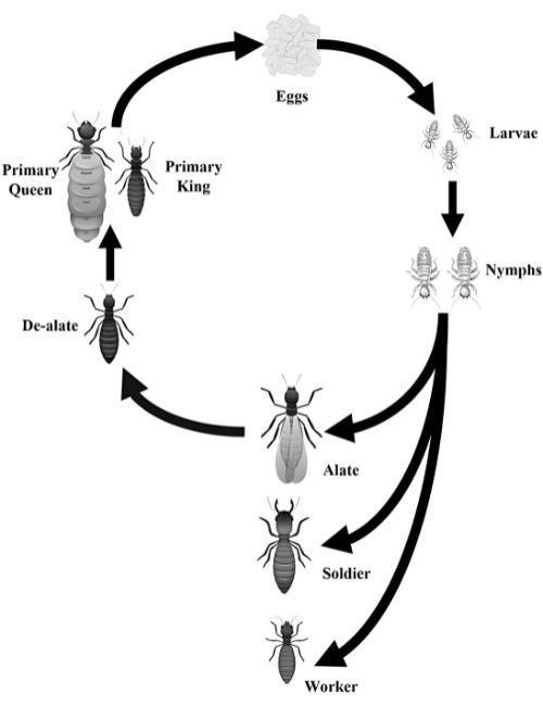 Life Cycle Termite Control Services