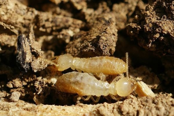 Rhinotermitidae Termite Control Services