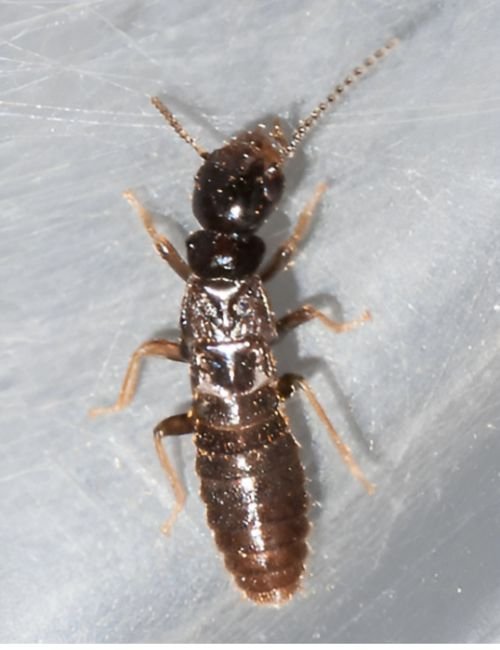 Rhinotermitidae Termite Control Services