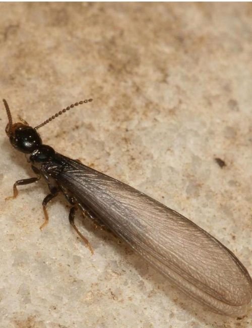 Structural Pest Termite Control Services