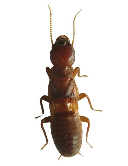 Termapsidae Termite Control Services