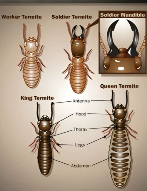 Termite Control Service in Coimbatore