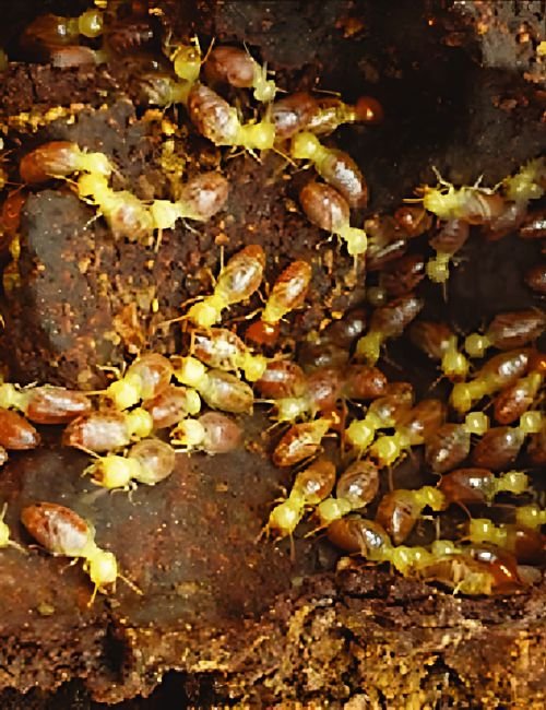 Termite Control Service
