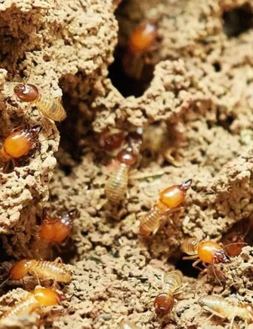  Termite Control Services in Coimbatore