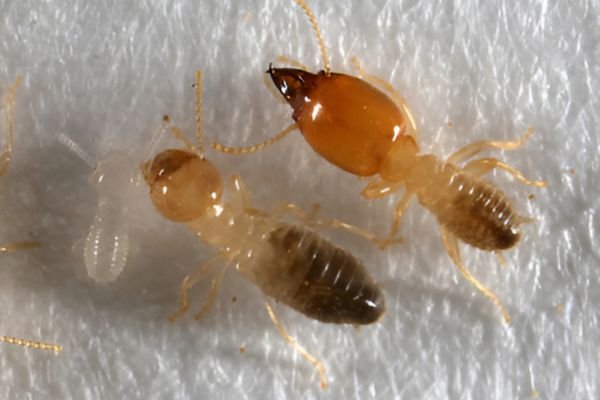 Termitidae Termite Control Services