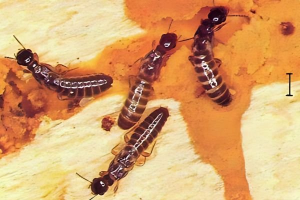 Termopsidae Termite Control Services